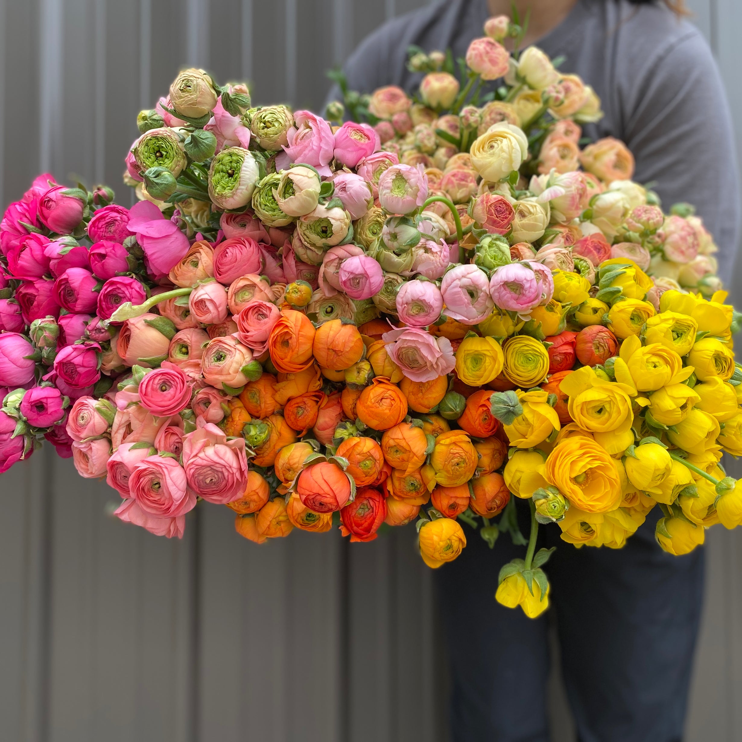 Ranunculus Corms