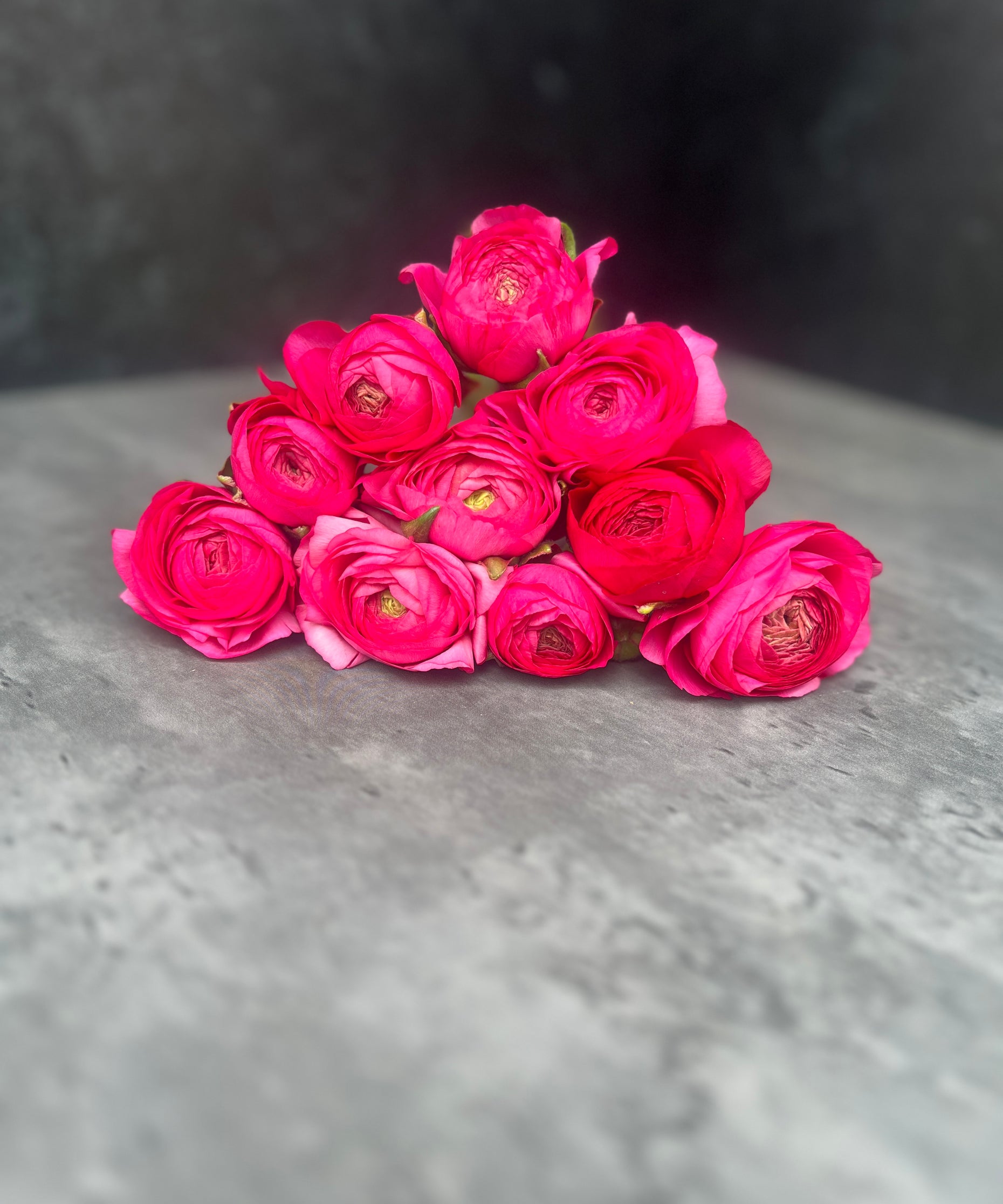 Ranunculus Corms-Pink