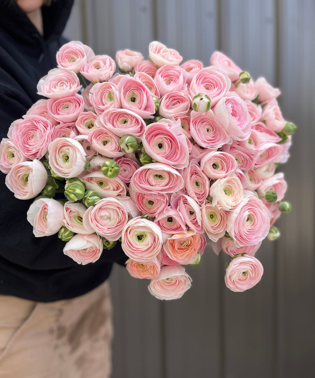 Ranunculus Corms-Premium Blush