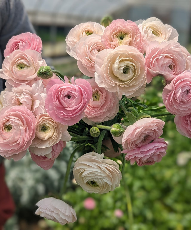 Ranunculus Corms-Premium Blush