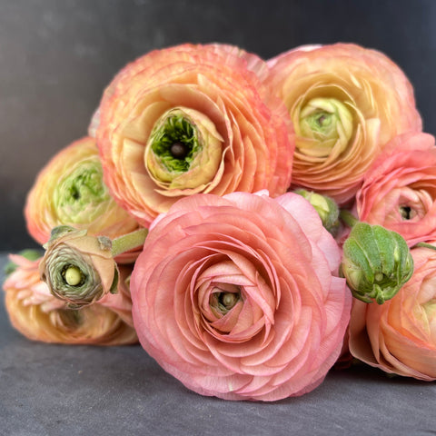 Ranunculus Corms-Salmon - Sunny Meadows Flower Farm