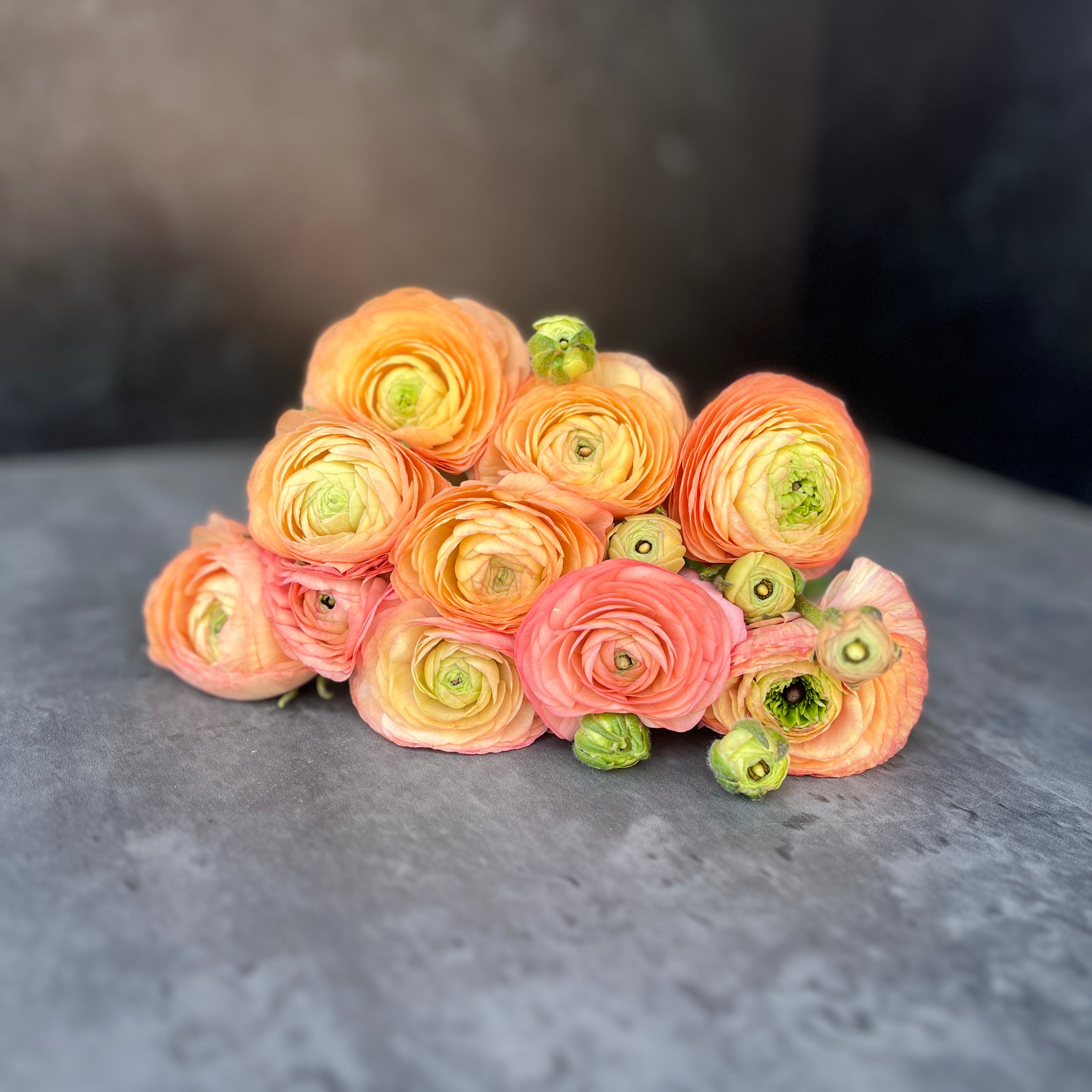 Corms Ranuncula Ranunculus Corms