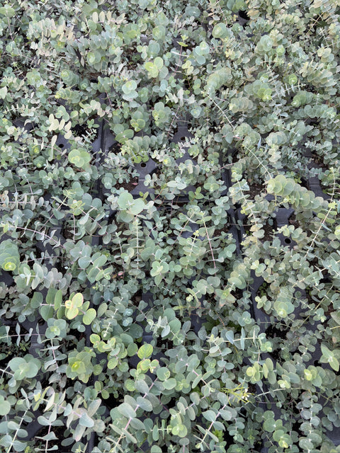 Eucalyptus Plugs-Baby Blue - Sunny Meadows Flower Farm