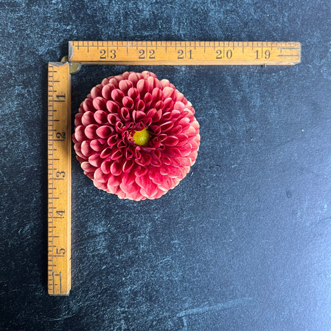 Dahlia Rooted Cutting-Copperboy - Sunny Meadows Flower Farm