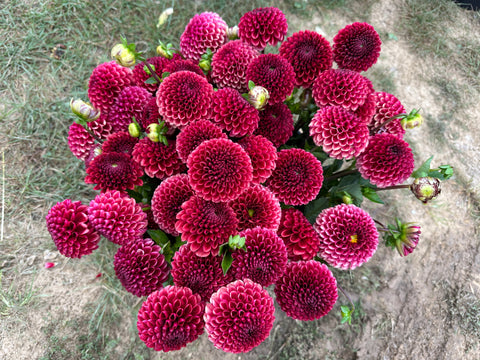 Dahlia Rooted Cutting-Copperboy - Sunny Meadows Flower Farm