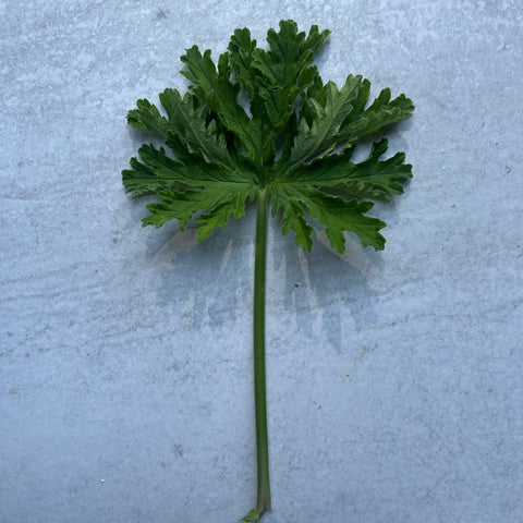 Geranium Rooted Cutting-Citronella - Sunny Meadows Flower Farm