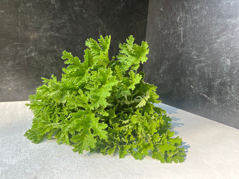 Geranium Rooted Cutting-Citronella - Sunny Meadows Flower Farm