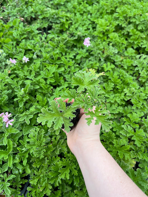 Geranium Rooted Cutting-Citronella - Sunny Meadows Flower Farm