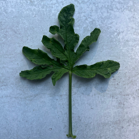 Geranium Rooted Cutting-Lemon Rose - Sunny Meadows Flower Farm