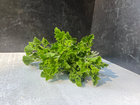 Geranium Rooted Cutting-Pink Champagne - Sunny Meadows Flower Farm