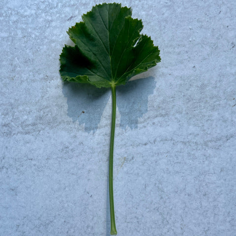 Geranium Rooted Cutting-Pink Champagne - Sunny Meadows Flower Farm