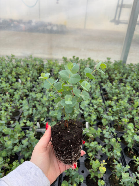 Eucalyptus Plugs-Gunni - Sunny Meadows Flower Farm