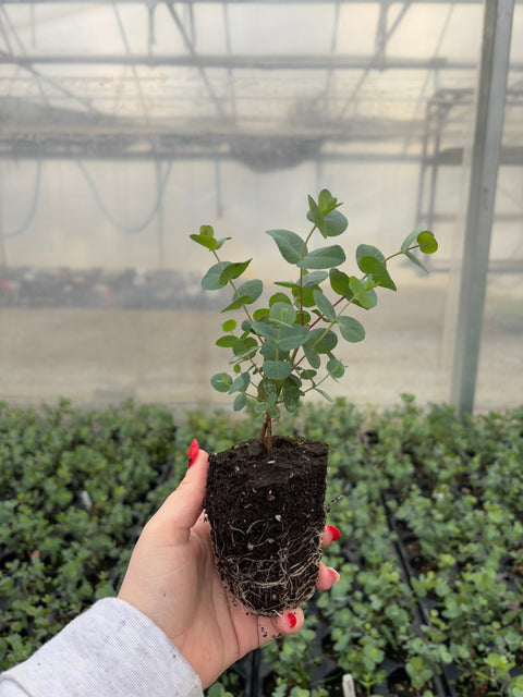 Eucalyptus Plugs-Gunni - Sunny Meadows Flower Farm