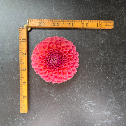 Dahlia Rooted Cutting-Jowey Winnie - Sunny Meadows Flower Farm