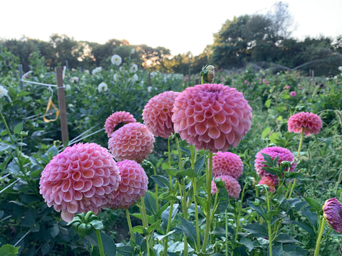Dahlia Rooted Cutting-Jowey Winnie - Sunny Meadows Flower Farm
