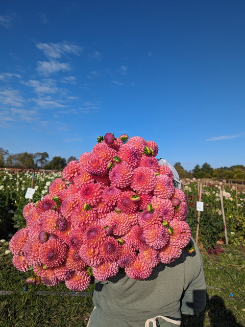 Dahlia Rooted Cutting-Jowey Winnie - Sunny Meadows Flower Farm