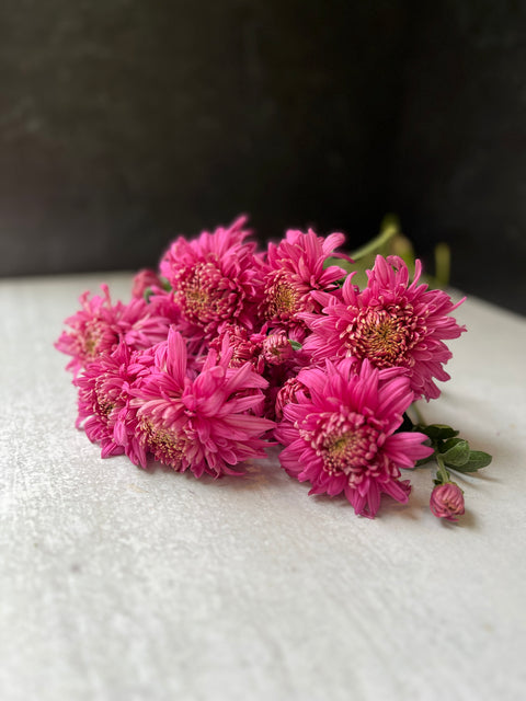 Mum Rooted Cutting-Belle of the Ball - Sunny Meadows Flower Farm