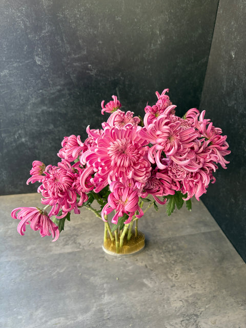 Mum Rooted Cutting-Jefferson Park - Sunny Meadows Flower Farm