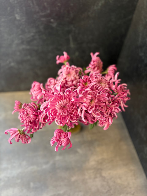 Mum Rooted Cutting-Jefferson Park - Sunny Meadows Flower Farm