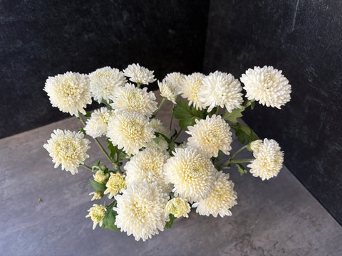 Mum Rooted Cutting-Moonbeam - Sunny Meadows Flower Farm