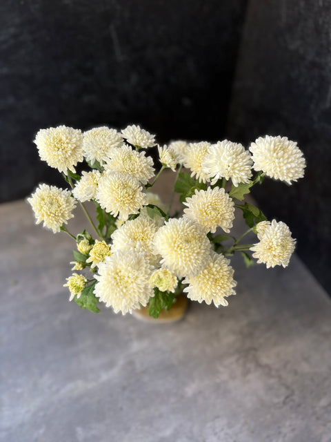 Mum Rooted Cutting-Moonbeam - Sunny Meadows Flower Farm