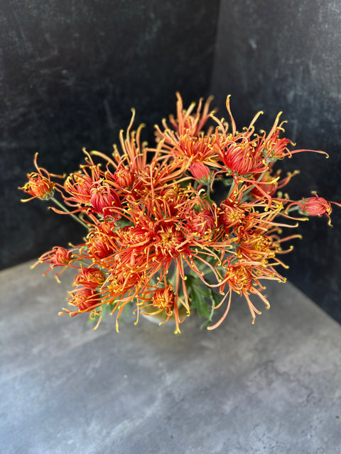 Mum Rooted Cutting-Senkyo Kenshin - Sunny Meadows Flower Farm