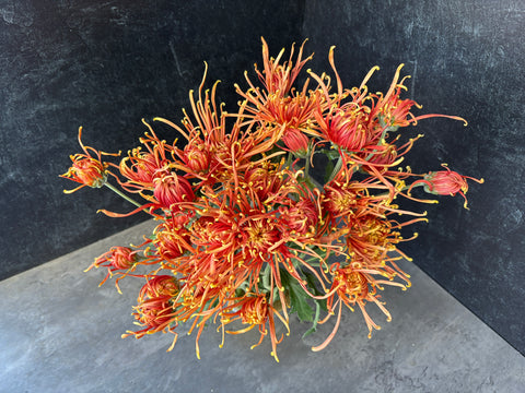 Mum Rooted Cutting-Senkyo Kenshin - Sunny Meadows Flower Farm