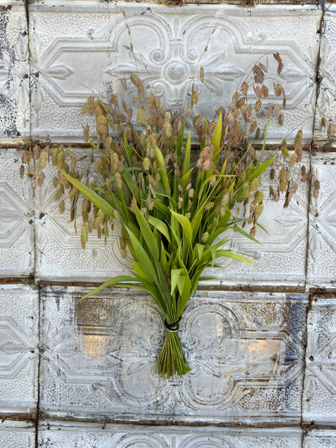 Bareroot Clumps-Sea Oats - Sunny Meadows Flower Farm