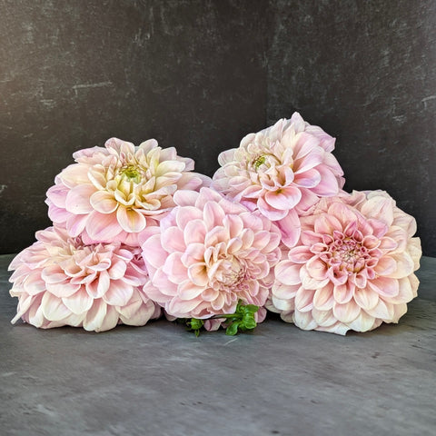 Dahlia Rooted Cutting-Sweet Nathalie - Sunny Meadows Flower Farm