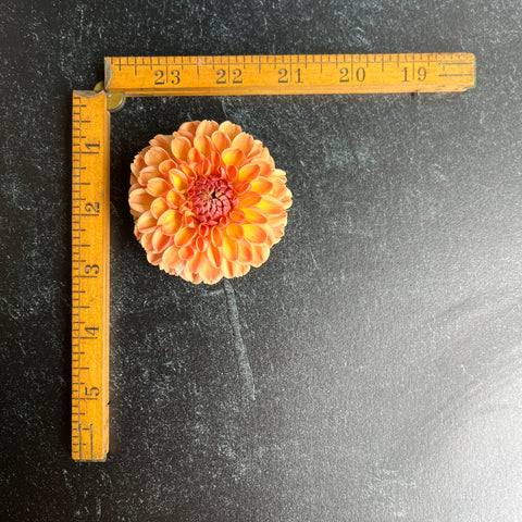 Dahlia Rooted Cutting-Valley Tawny - Sunny Meadows Flower Farm