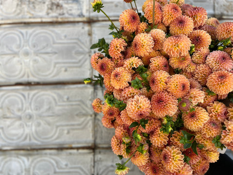 Dahlia Rooted Cutting-Valley Tawny - Sunny Meadows Flower Farm