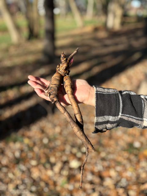 Peony Paula Fey-Bareroot Plant