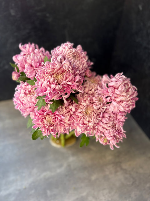 Mum Rooted Cutting-Lake Landers - Sunny Meadows Flower Farm