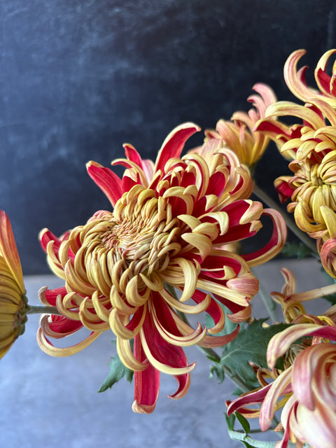 Mum Rooted Cutting-Nijin Bigo - Sunny Meadows Flower Farm