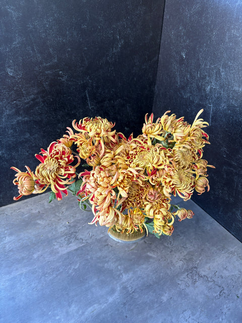 Mum Rooted Cutting-Nijin Bigo - Sunny Meadows Flower Farm