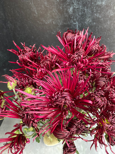 Mum Rooted Cutting-Oriental Knight - Sunny Meadows Flower Farm