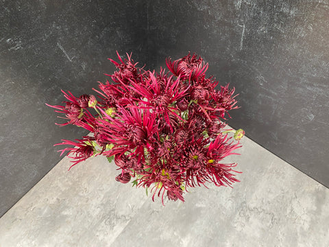 Mum Rooted Cutting-Oriental Knight - Sunny Meadows Flower Farm