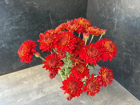 Mum Rooted Cutting-Piranga - Sunny Meadows Flower Farm