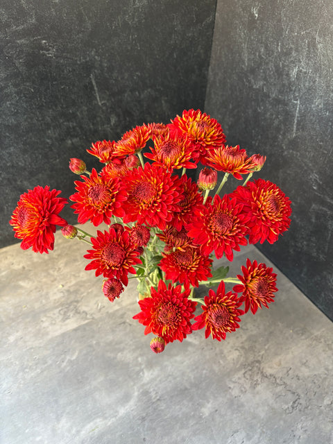 Mum Rooted Cutting-Piranga - Sunny Meadows Flower Farm