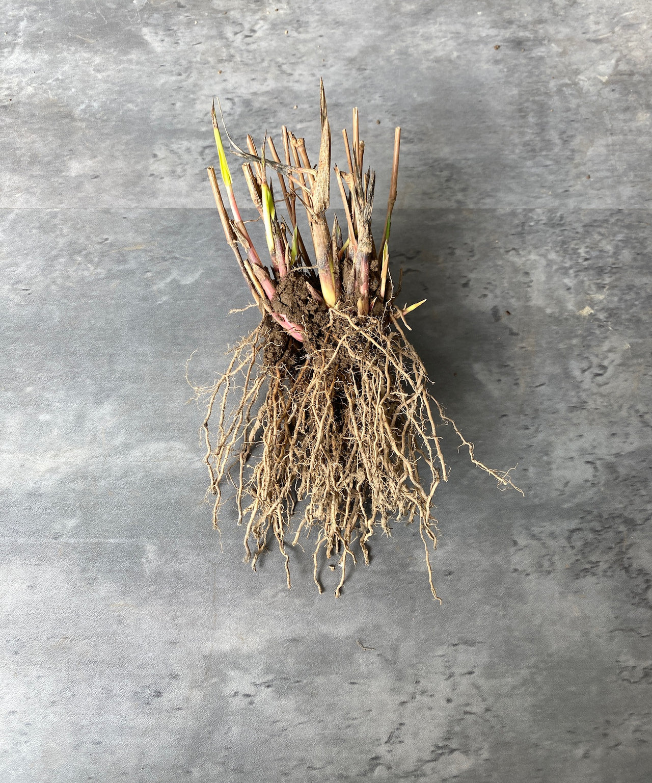 Sea Oats-Bareroot Clump