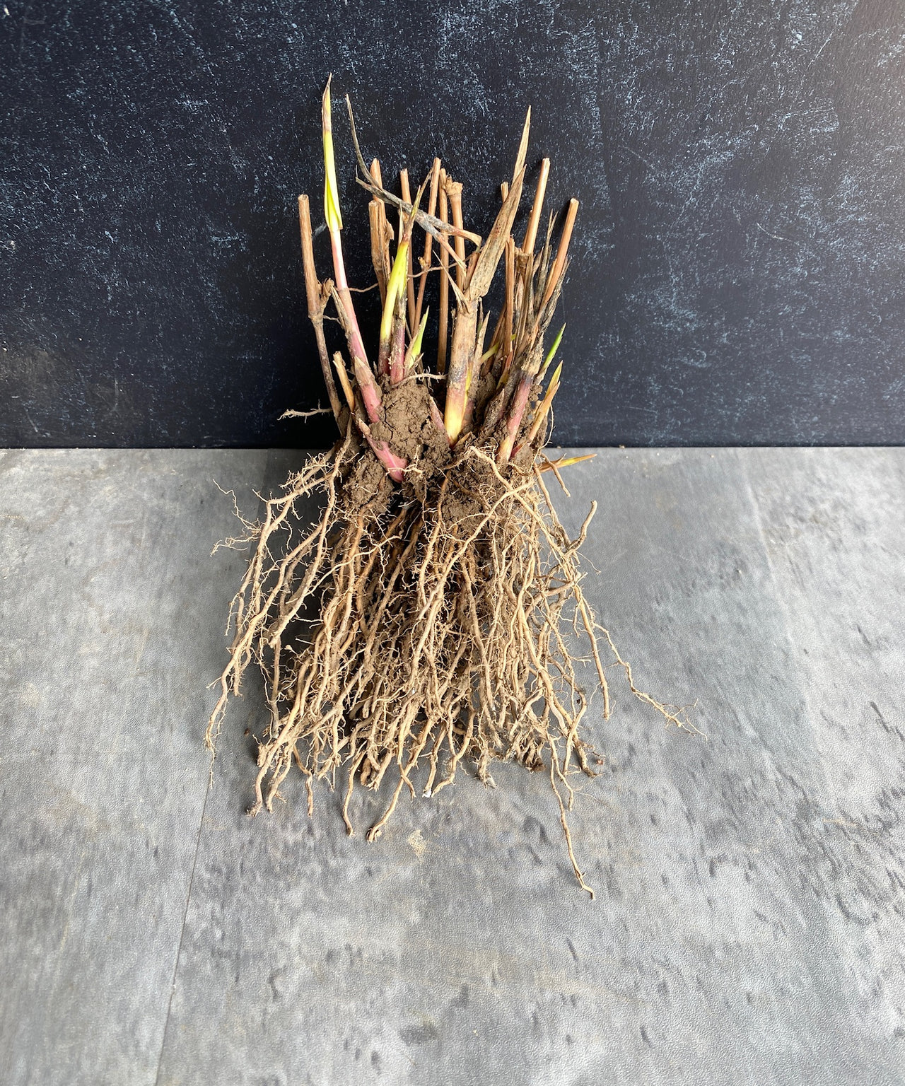 Clump Raber Sea Oats-Bareroot Clump