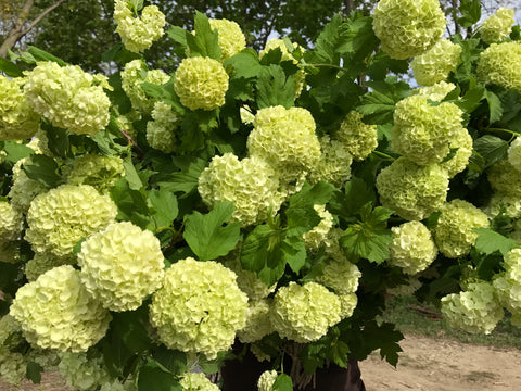 Liner-Viburnum Snowball - Sunny Meadows Flower Farm