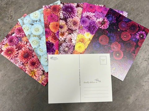 Dahlia Post Cards - Sunny Meadows Flower Farm