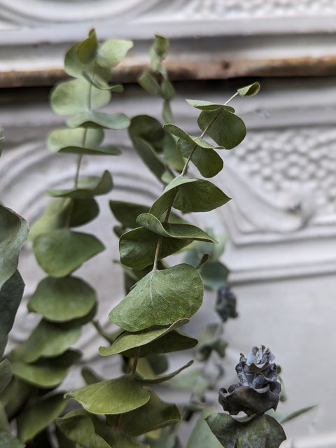 Dried Foliage Bunch-Eucalyptus - Sunny Meadows Flower Farm