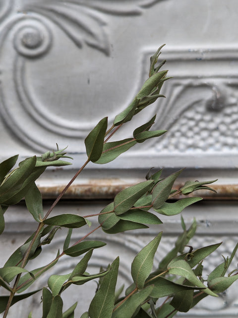 Dried Foliage Bunch-Eucalyptus - Sunny Meadows Flower Farm