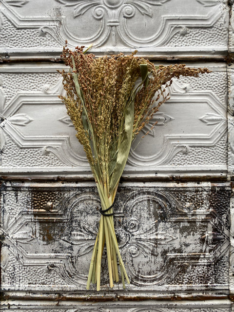Dried Grasses-Broomcorn Blonde - Sunny Meadows Flower Farm
