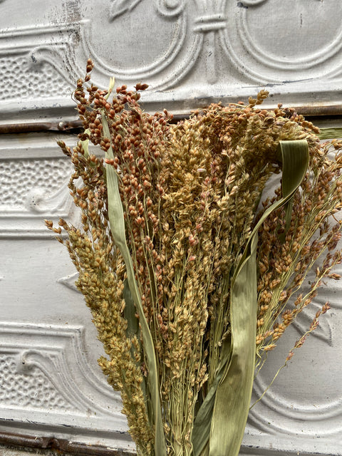 Dried Grasses-Broomcorn Blonde - Sunny Meadows Flower Farm