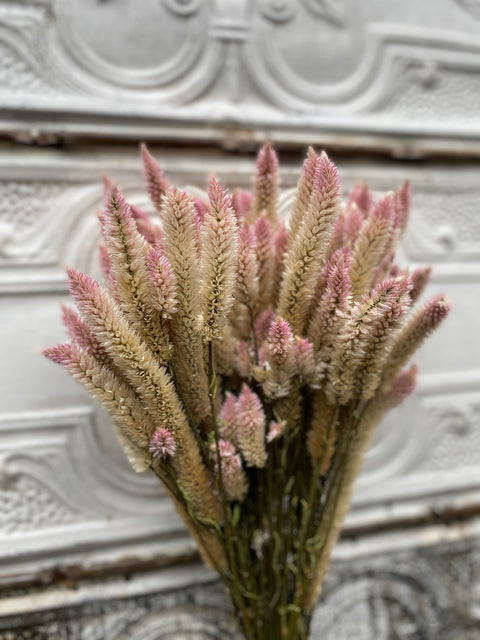 Dried Flower Bunch-Celosia Flamingo Feather - Sunny Meadows Flower Farm