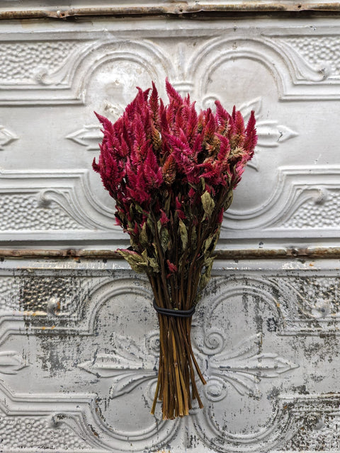 Dried Flower Bunch-Celosia Spike Burgundy - Sunny Meadows Flower Farm