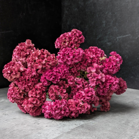 Dried Flower Bunch-Crest Celosia Pink - Sunny Meadows Flower Farm